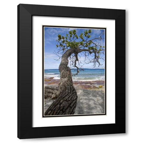 French Polynesia, Rangiroa Tree over the beach Black Modern Wood Framed Art Print with Double Matting by Kaveney, Wendy