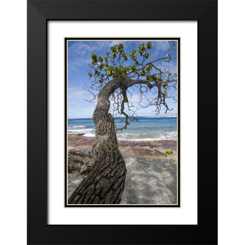 French Polynesia, Rangiroa Tree over the beach Black Modern Wood Framed Art Print with Double Matting by Kaveney, Wendy