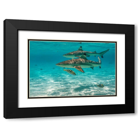 French Polynesia- Moorea. Black-tipped reef sharks. Black Modern Wood Framed Art Print with Double Matting by Jaynes Gallery