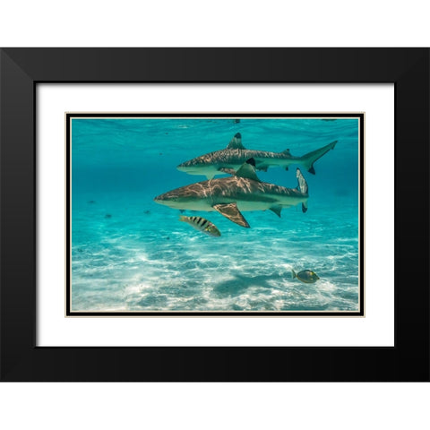 French Polynesia- Moorea. Black-tipped reef sharks. Black Modern Wood Framed Art Print with Double Matting by Jaynes Gallery