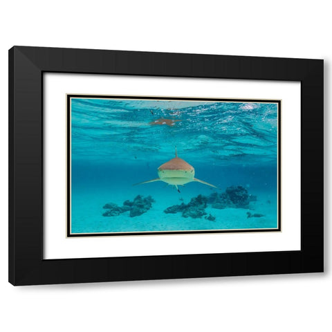 French Polynesia- Moorea. Front view of black-tipped reef shark. Black Modern Wood Framed Art Print with Double Matting by Jaynes Gallery