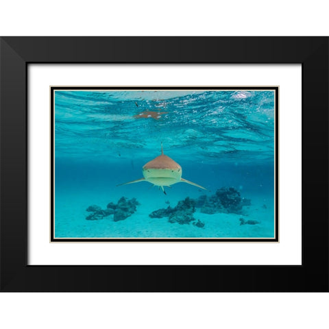 French Polynesia- Moorea. Front view of black-tipped reef shark. Black Modern Wood Framed Art Print with Double Matting by Jaynes Gallery