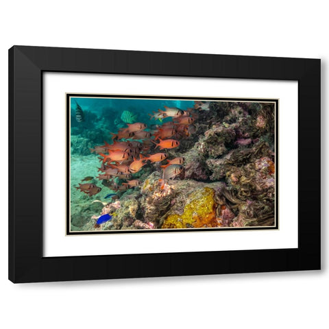 French Polynesia- Moorea. School of soldierfish and coral. Black Modern Wood Framed Art Print with Double Matting by Jaynes Gallery