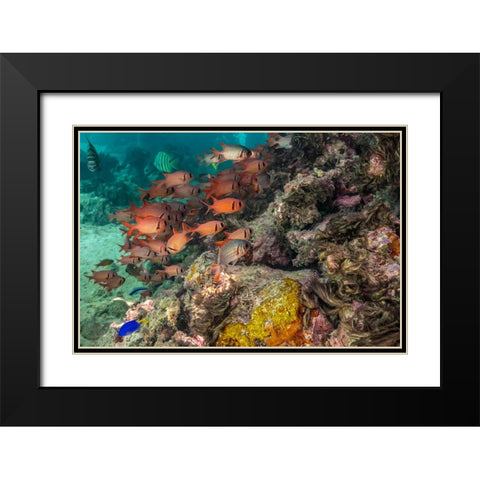 French Polynesia- Moorea. School of soldierfish and coral. Black Modern Wood Framed Art Print with Double Matting by Jaynes Gallery