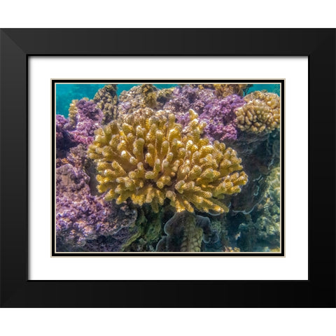 French Polynesia- Bora Bora. Close-up of coral garden. Black Modern Wood Framed Art Print with Double Matting by Jaynes Gallery