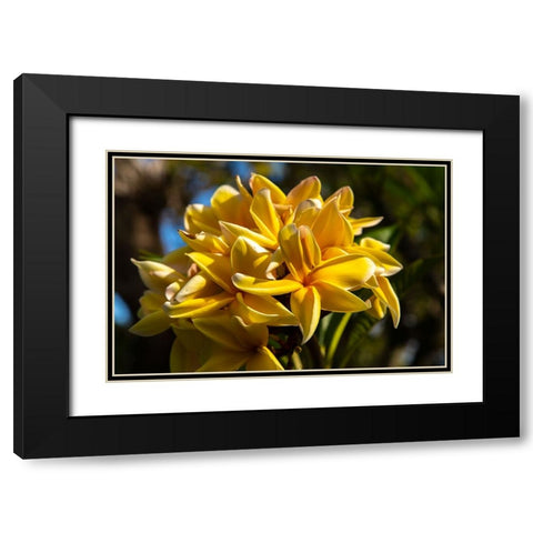 French Polynesia- Tahaa. Close-up of yellow plumeria blossoms. Black Modern Wood Framed Art Print with Double Matting by Jaynes Gallery
