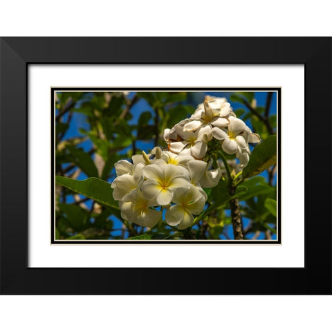 French Polynesia- Tahaa. Close-up of white plumeria blossoms. Black Modern Wood Framed Art Print with Double Matting by Jaynes Gallery