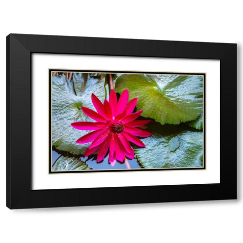 French Polynesia- Moorea. Lotus blossom and pads close-up. Black Modern Wood Framed Art Print with Double Matting by Jaynes Gallery