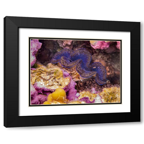 French Polynesia- Tahaa. Giant clam and coral underwater. Black Modern Wood Framed Art Print with Double Matting by Jaynes Gallery