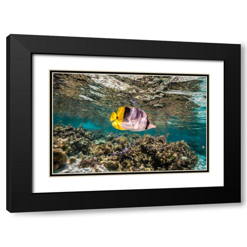 French Polynesia- Tahaa. Coral scenic with lone Pacific double-saddle butterflyfish. Black Modern Wood Framed Art Print with Double Matting by Jaynes Gallery