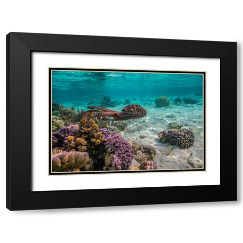 French Polynesia- Tahaa. Close-up of octopus moving. Black Modern Wood Framed Art Print with Double Matting by Jaynes Gallery