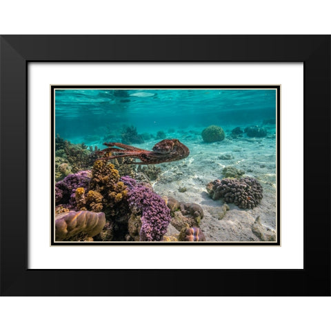 French Polynesia- Tahaa. Close-up of octopus moving. Black Modern Wood Framed Art Print with Double Matting by Jaynes Gallery