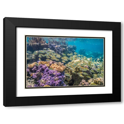 French Polynesia- Bora Bora. School of convict surgeonfish and coral. Black Modern Wood Framed Art Print with Double Matting by Jaynes Gallery