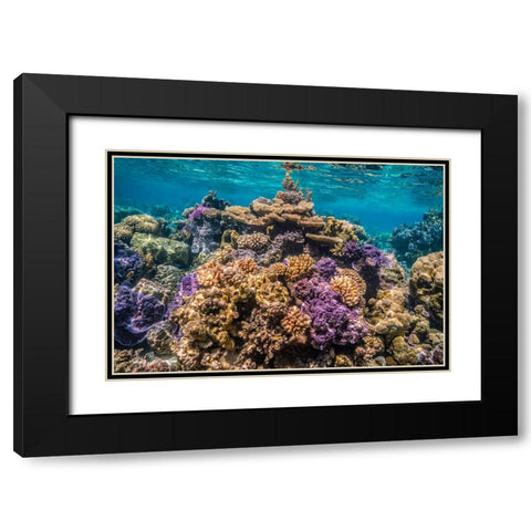 French Polynesia- Bora Bora. Close-up of coral garden. Black Modern Wood Framed Art Print with Double Matting by Jaynes Gallery