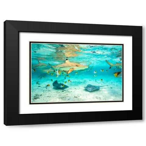 French Polynesia- Bora Bora. Black-tip reef sharks and stingrays. Black Modern Wood Framed Art Print with Double Matting by Jaynes Gallery