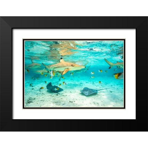 French Polynesia- Bora Bora. Black-tip reef sharks and stingrays. Black Modern Wood Framed Art Print with Double Matting by Jaynes Gallery