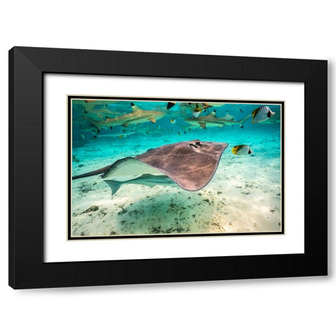 French Polynesia- Bora Bora. Black tip reef sharks and stingray. Black Modern Wood Framed Art Print with Double Matting by Jaynes Gallery