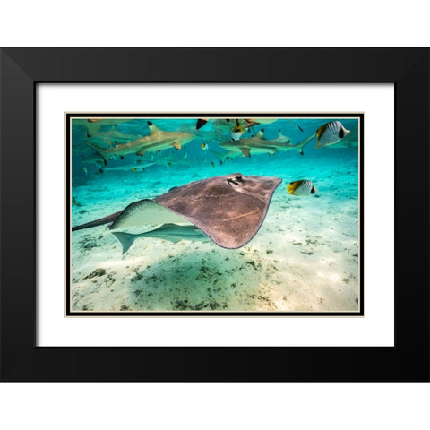 French Polynesia- Bora Bora. Black tip reef sharks and stingray. Black Modern Wood Framed Art Print with Double Matting by Jaynes Gallery