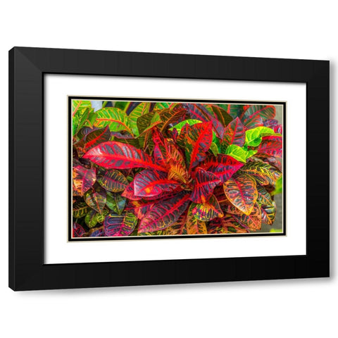 Colorful leaves-Moorea-Tahiti-French Polynesia Black Modern Wood Framed Art Print with Double Matting by Perry, William