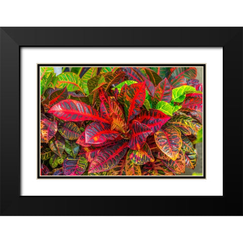Colorful leaves-Moorea-Tahiti-French Polynesia Black Modern Wood Framed Art Print with Double Matting by Perry, William