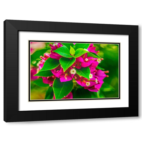 Pink bougainvillea closeup-Moorea-Tahiti-French Polynesia Black Modern Wood Framed Art Print with Double Matting by Perry, William