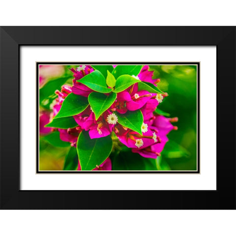 Pink bougainvillea closeup-Moorea-Tahiti-French Polynesia Black Modern Wood Framed Art Print with Double Matting by Perry, William