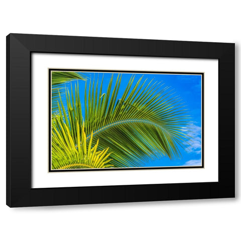 Green palm fronds-Moorea-Tahiti-French Polynesia Black Modern Wood Framed Art Print with Double Matting by Perry, William