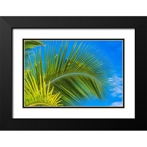 Green palm fronds-Moorea-Tahiti-French Polynesia Black Modern Wood Framed Art Print with Double Matting by Perry, William
