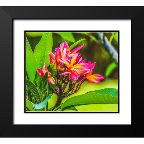 Frangipani Plumeria-Moorea-Tahiti-French Polynesia Black Modern Wood Framed Art Print with Double Matting by Perry, William
