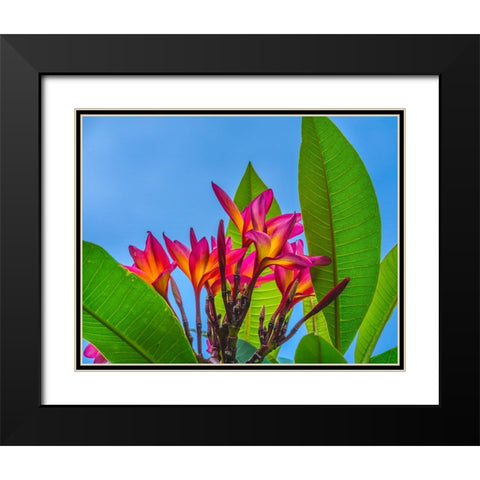 Frangipani Plumeria-Moorea-Tahiti-French Polynesia Black Modern Wood Framed Art Print with Double Matting by Perry, William