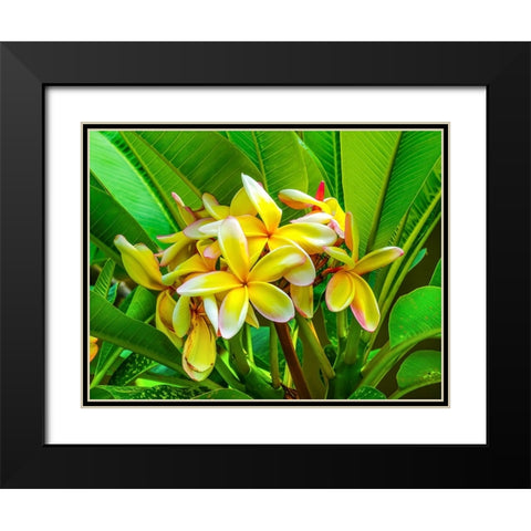 Frangipani plumeria-Moorea-Tahiti-French Polynesia Black Modern Wood Framed Art Print with Double Matting by Perry, William