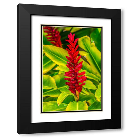 Pinecone ginger-Moorea-Tahiti-French Polynesia-Native to Malaysia Black Modern Wood Framed Art Print with Double Matting by Perry, William