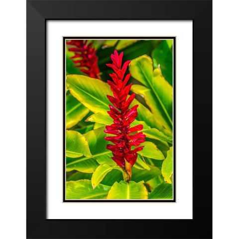 Pinecone ginger-Moorea-Tahiti-French Polynesia-Native to Malaysia Black Modern Wood Framed Art Print with Double Matting by Perry, William