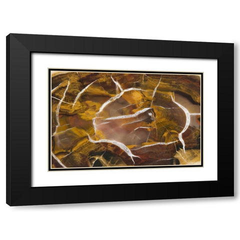 Argentina Close-up of petrified wood Black Modern Wood Framed Art Print with Double Matting by Kirkland, Dennis
