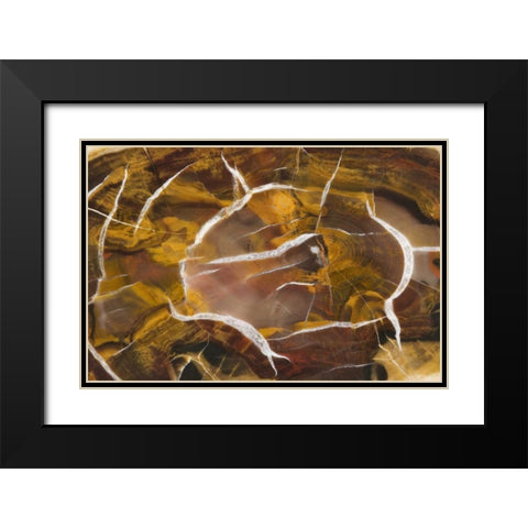 Argentina Close-up of petrified wood Black Modern Wood Framed Art Print with Double Matting by Kirkland, Dennis