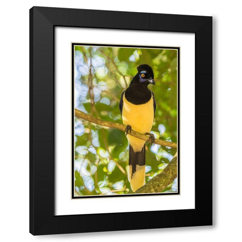 Argentina-Iguazu Falls National Park Plush-crested jay in tree  Black Modern Wood Framed Art Print with Double Matting by Jaynes Gallery