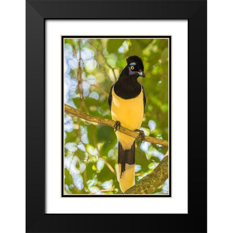 Argentina-Iguazu Falls National Park Plush-crested jay in tree  Black Modern Wood Framed Art Print with Double Matting by Jaynes Gallery