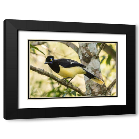 Argentina-Iguazu Falls National Park Plush-crested jay in tree  Black Modern Wood Framed Art Print with Double Matting by Jaynes Gallery