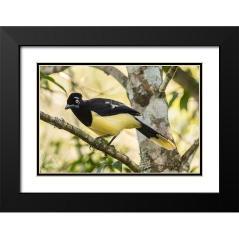Argentina-Iguazu Falls National Park Plush-crested jay in tree  Black Modern Wood Framed Art Print with Double Matting by Jaynes Gallery