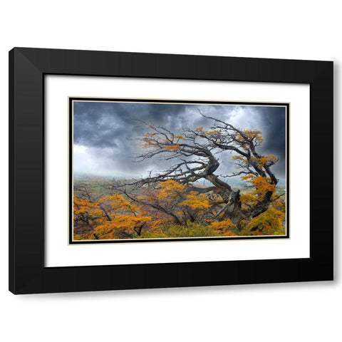 Argentina-Patagonia-Fierce winds have shaped these trees Black Modern Wood Framed Art Print with Double Matting by Jaynes Gallery
