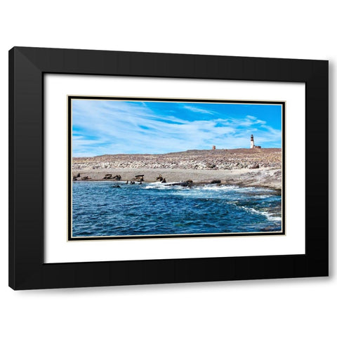 Argentina-Santa Cruz Puerto Deseado-Isla Pinguino (Penguin Island)-sea lions Black Modern Wood Framed Art Print with Double Matting by Molinari, Michele