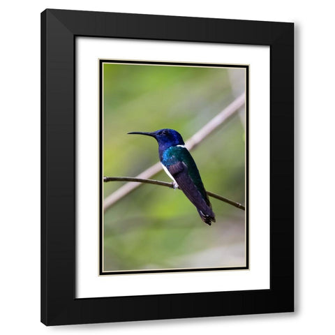Belize-Central America-White-necked Jacobin-Feeding at Chan Chick Ecolodge Black Modern Wood Framed Art Print with Double Matting by Norring, Tom