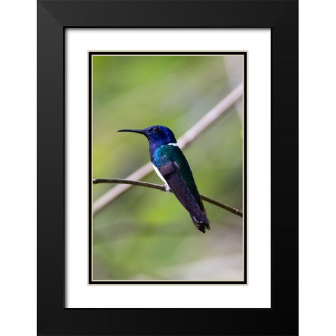 Belize-Central America-White-necked Jacobin-Feeding at Chan Chick Ecolodge Black Modern Wood Framed Art Print with Double Matting by Norring, Tom