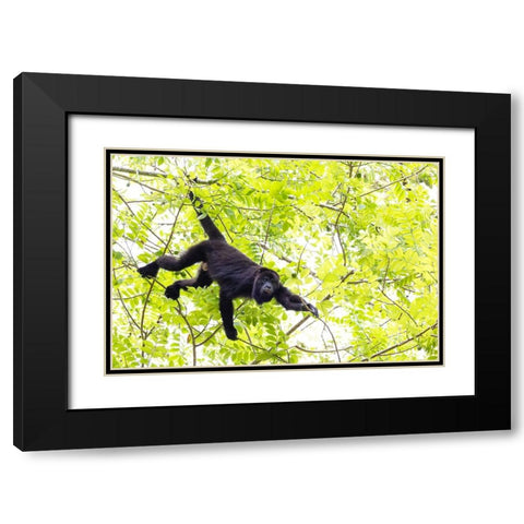 Belize-Central America-Howler Monkey-Their howling can travel up to 5 km in the dense tropical fore Black Modern Wood Framed Art Print with Double Matting by Norring, Tom
