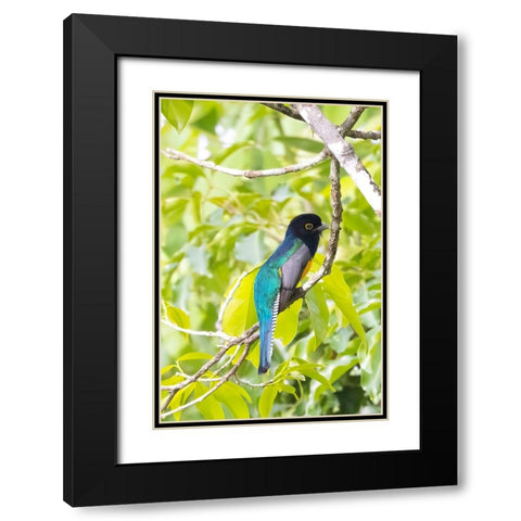Belize-Central America-Gartered Trogon with iridescent bluish back Black Modern Wood Framed Art Print with Double Matting by Norring, Tom