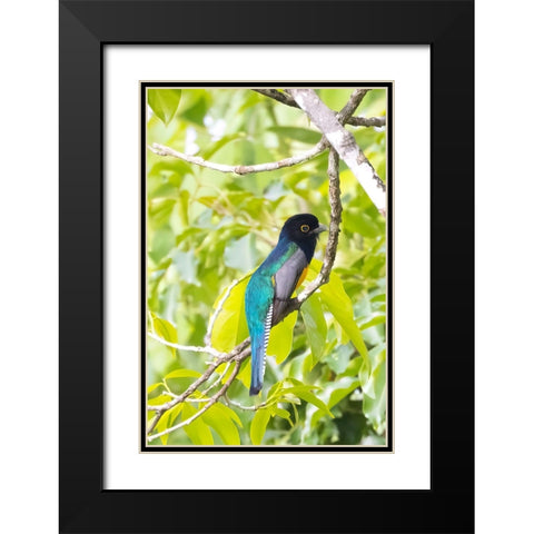 Belize-Central America-Gartered Trogon with iridescent bluish back Black Modern Wood Framed Art Print with Double Matting by Norring, Tom