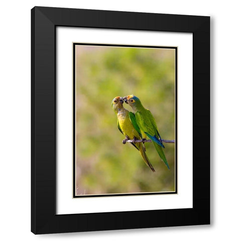 Brazil, Pantanal Peach-fronted parakeets pair Black Modern Wood Framed Art Print with Double Matting by Williams, Joanne