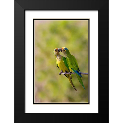 Brazil, Pantanal Peach-fronted parakeets pair Black Modern Wood Framed Art Print with Double Matting by Williams, Joanne