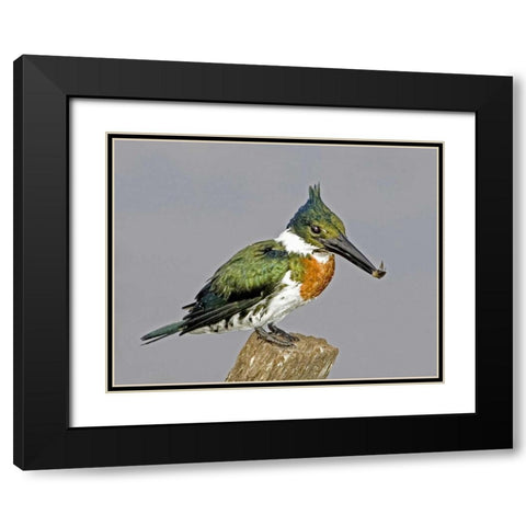 Brazil, Pantanal Amazon kingfisher with fish Black Modern Wood Framed Art Print with Double Matting by Williams, Joanne