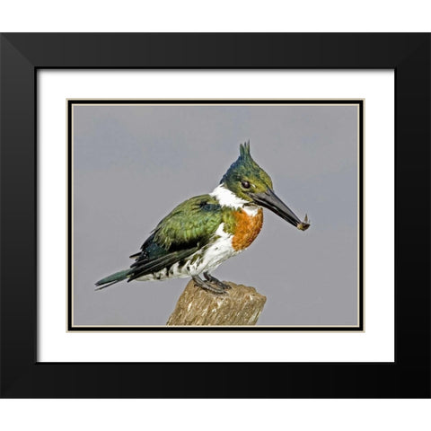 Brazil, Pantanal Amazon kingfisher with fish Black Modern Wood Framed Art Print with Double Matting by Williams, Joanne
